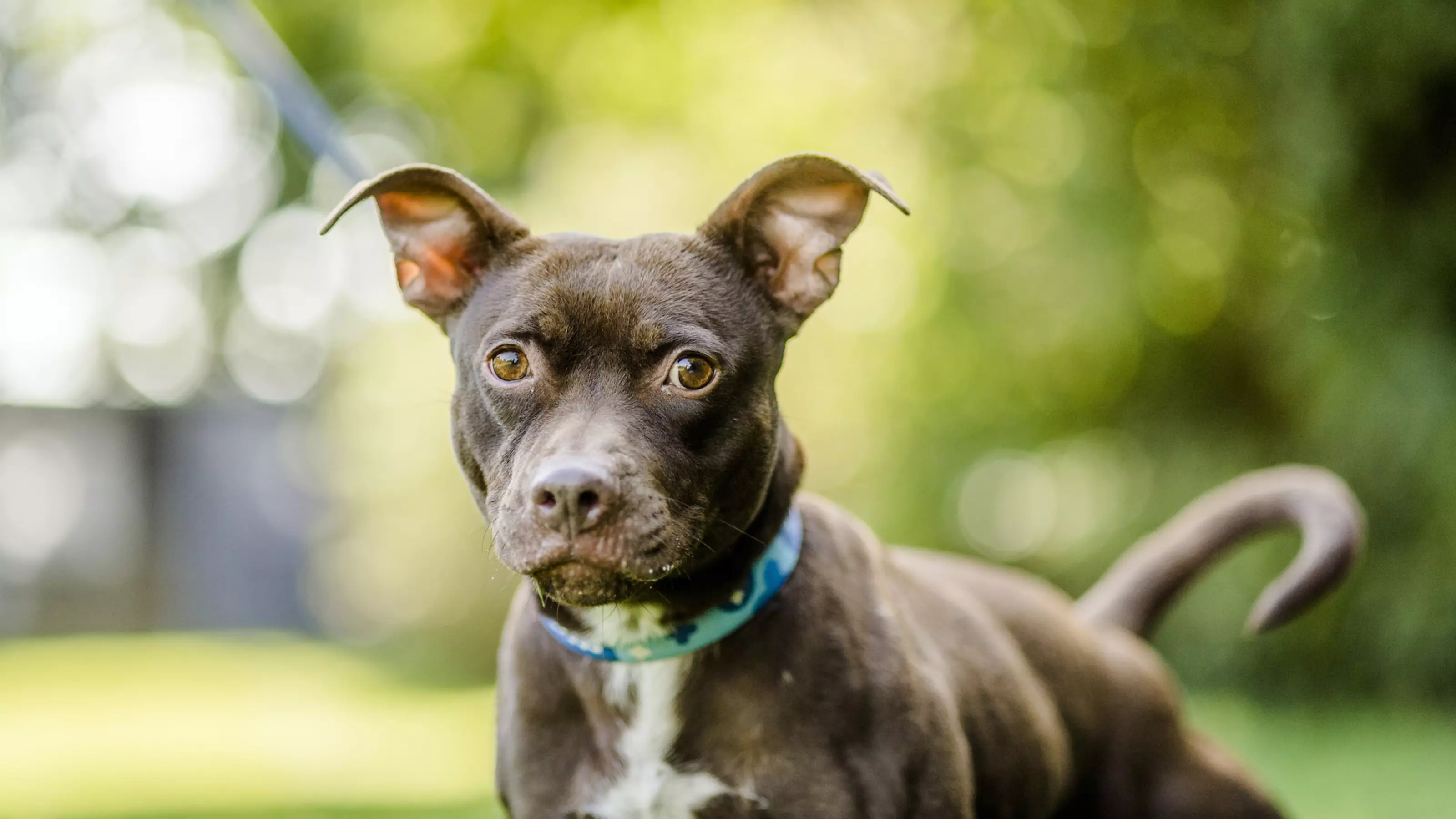 Kennel cough retailer vaccine uk